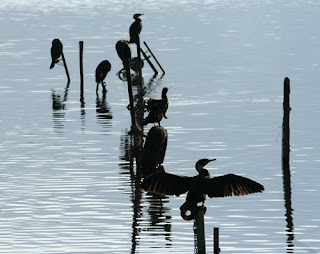 Un gruppo di cormorani posati su alcuni pali emergenti dall'acqua si asciuga dopo la pesca 