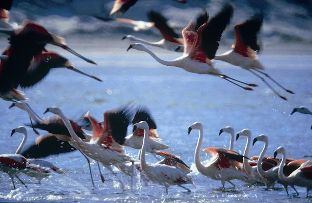 Paracas Peru