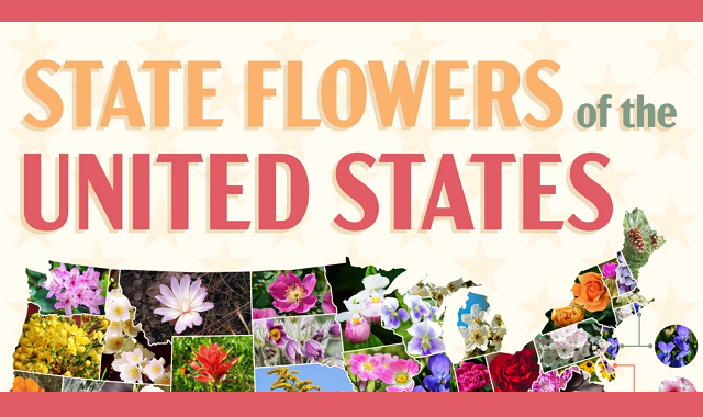 State Flowers of the United States