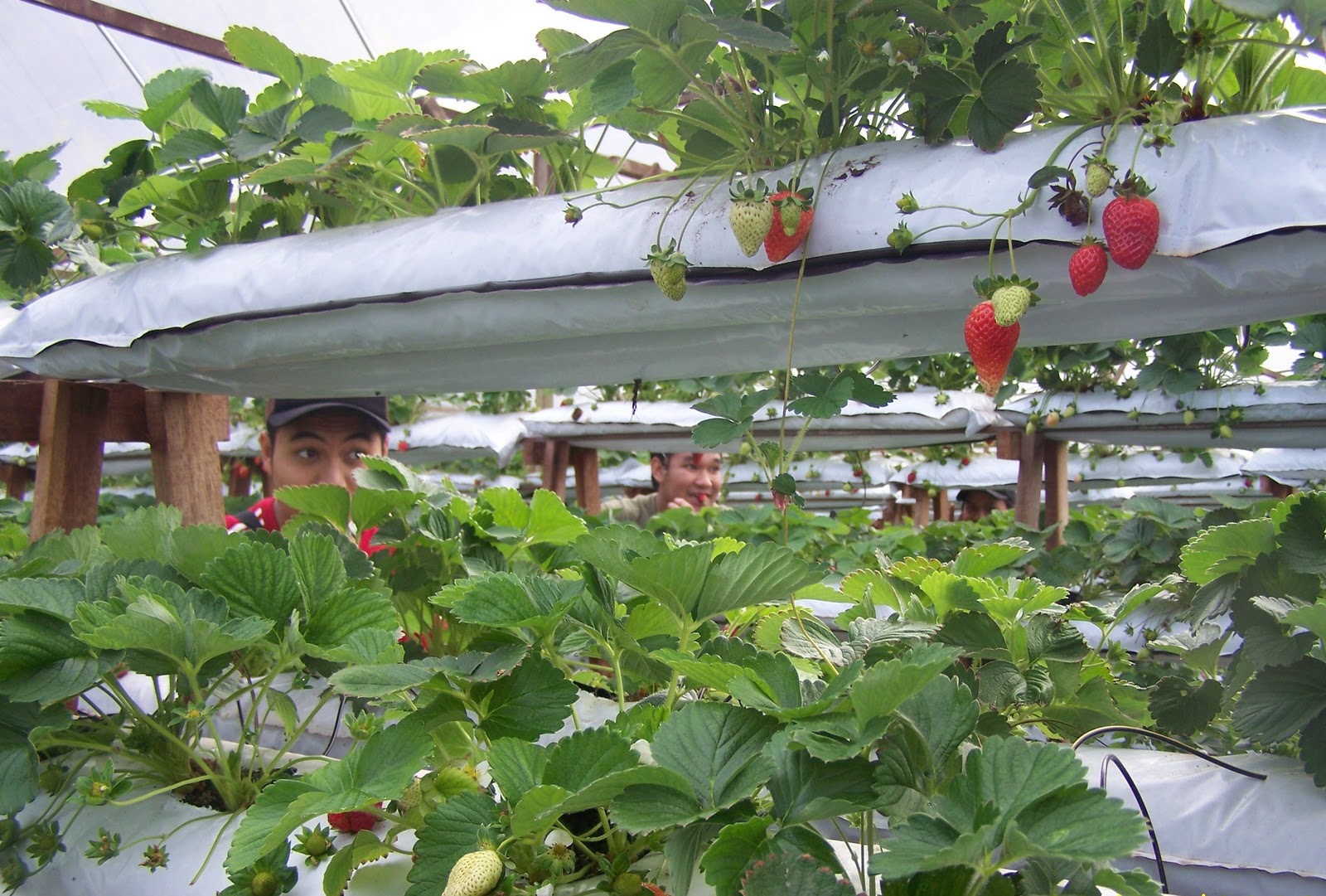 safuwan affan Latihan IndustriKU di  Cameron Highlands 