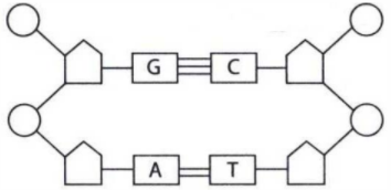 PERHATIKAN GAMBAR UNTAI NUKLEOTIDA PADA DNA BERIKUT