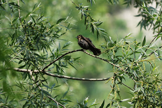 Female red winged black bird in Bluffers Beach Park