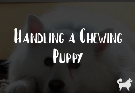 Handling a Chewing Puppy