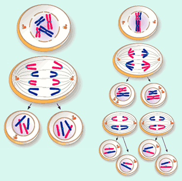meiosis and mitosis. cycle, mitosis and meiosis