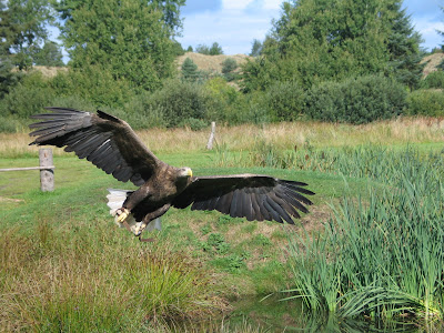 wallpaper eagle. Eagle Hand wallpaper eagle.