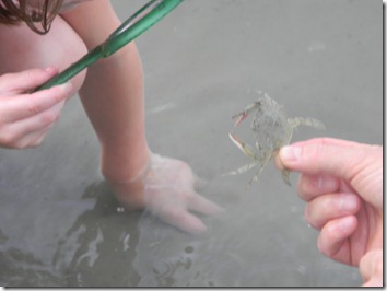 Learning about crabs