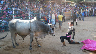 Toros para fondo de pantalla 1920x1080,toros bravos jaripeo,jaripeo de toros 2016,jaripeo de niños,que es jaripeo,muertes en jaripeos de toros,jaripeo de toros los destructores,jaripeos de toros peligrosos,jaripeos de toros de memo ocampo,toros de jaripeo que se salen del ruedo