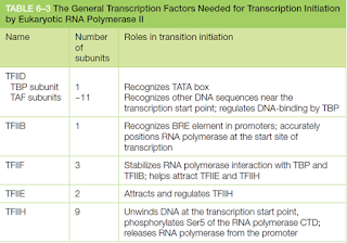 Factores de transcripción RNA pol II