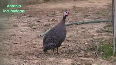 Un par de gallinas de Guinea visitan nuestro gallinero.