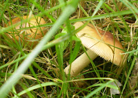 Unknown mushroom