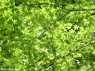 Fresh green of maple leaves, near Kozanji Temple, Kyoto