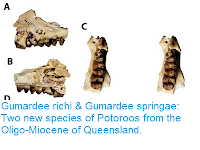 https://sciencythoughts.blogspot.com/2016/10/gumardee-richi-gumardee-springae-two.html