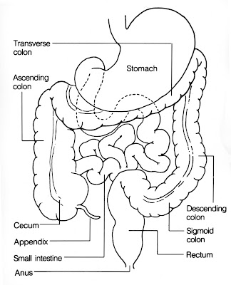 Small intestine diagram | Simple small intestine | Small intestine function