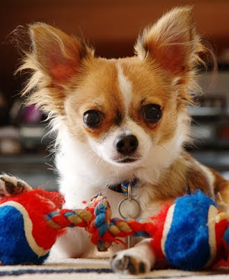 Chihuahua Toy Dog Breed Cute Pictures Animal Photos