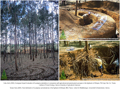 Eucalyptus root system survey in the highlands of Ethiopia by Dr. Hailu Zerfu to assess sustainability of their cultivation and impact on nutrient cycles and soil properties