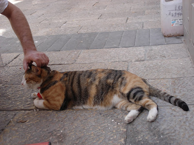 Virginia enjoys skritches from her human companion