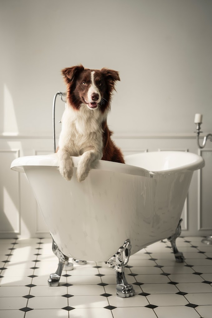 How to Give a Bath to a Dog || Tips to Bathe Your Dog