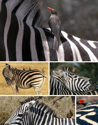 Foto simbiosis mutualisme Zebra dan burung oxpecker