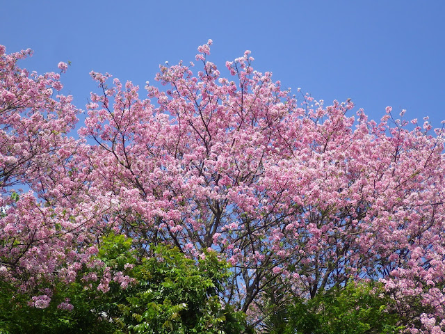 Taipei cherry blossoms