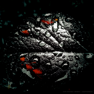 Real for a Moment 6 (Dark Version) Copyright 2016 Christopher V. DeRobertis. All rights reserved. insilentpassage.com