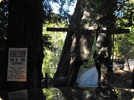 Avenue of the Giants-Ancient Redwoods 132