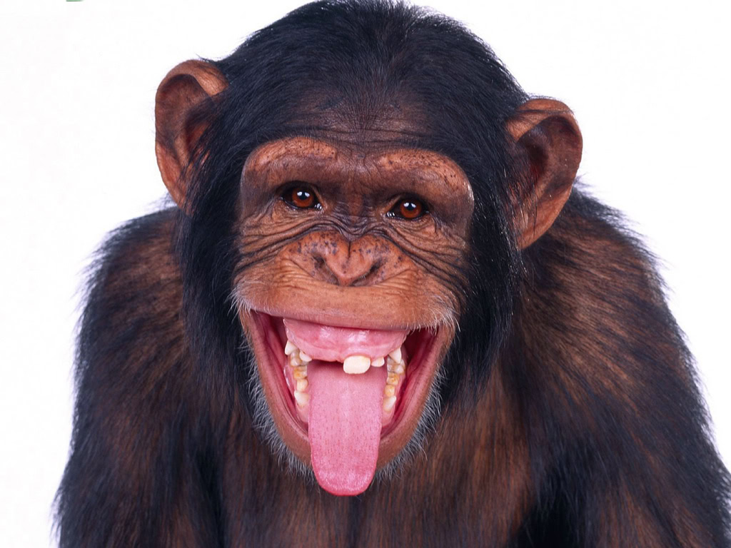 Monyet Ketawa Gila GAMBAR LUCU INDONESIA