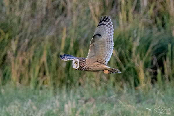 Short-eared owl