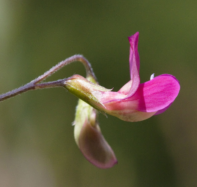 Flower of the grass vetchling, Lathyrus nissolia. Darrick Wood meadow, 22 May 2011.