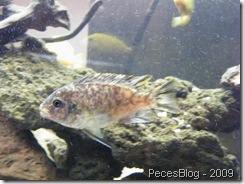 DSCF8039