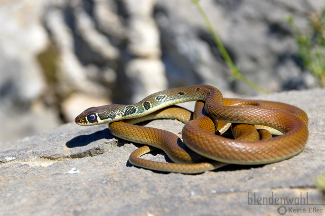 Dahl's Whip Snake - Platyceps najadum