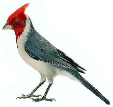 Pássaro Cardeal (Paroaria coronota)