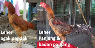 Ciri leher ayam  bangkok tegak tidak bengkok 