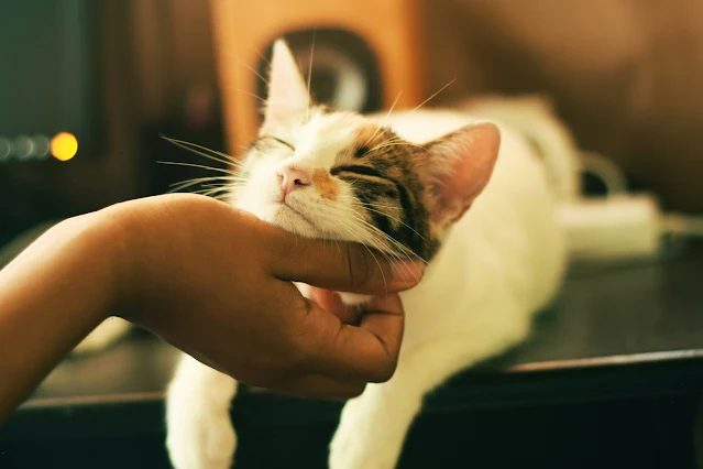 How to Bond with Your Kitten in Just Minutes a Day!
