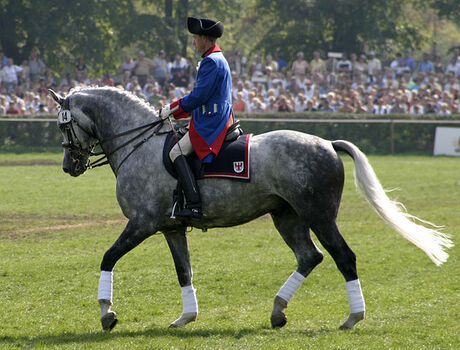 Holsteiner is one of the most expensive horse breeds in the world.