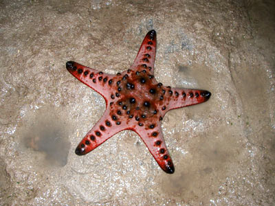 Horned sea star, Protoreaster nodosus