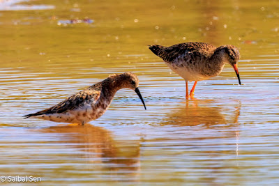 Curlew-Sandpiper-Ruff