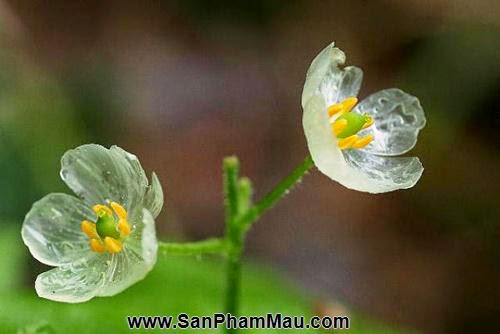 Mỏng manh hoa trắng chuyển trong suốt khi trời mưa - 7