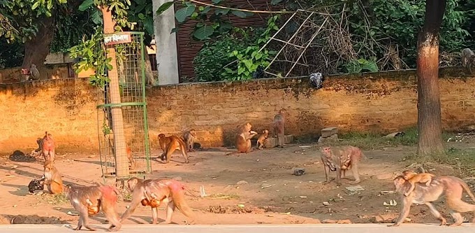 बस्तीः कागजों में चला बंदरों को पकड़ने का अभियान, गली मोहल्लें में दिख रहे हैं झुण्ड के झुण्ड बंदर