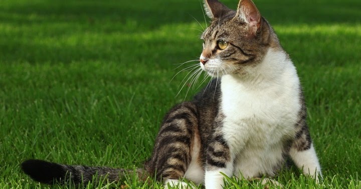 Mengapa Kucing Mengubur Kotorannya Sendiri? | Belajar ...
