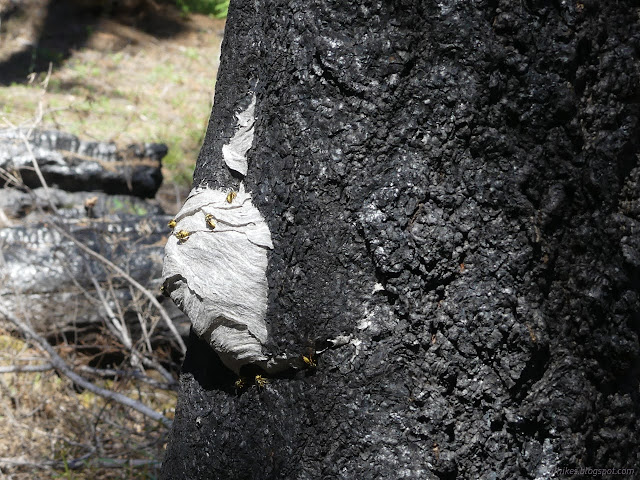 160: paper on the side of a burned tree