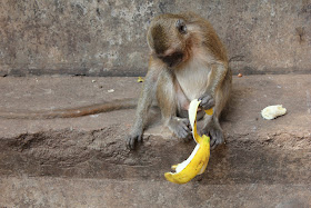  Funny Monkey With Banana