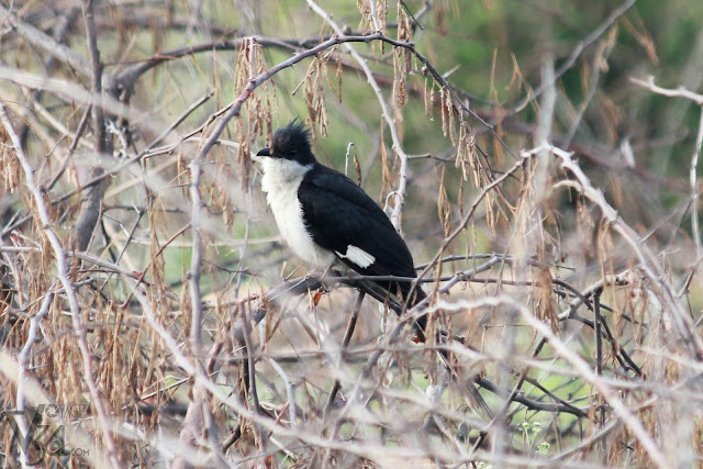 Jacobin Cuckoo or Pied Cuckoo or Pied Crested Cuckoo