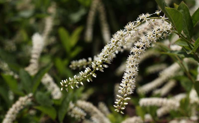 Itea Virginica Flowers