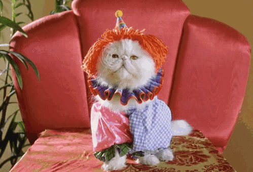 Funny Animal | Dress Up Cute & Fantastic Pictures