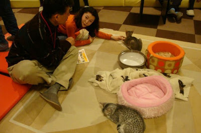 Tokyo's Cat Cafe Seen On  www.coolpicturegallery.us