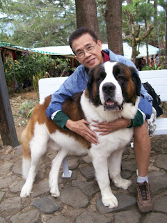 love to have a st. bernard pet dog