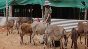 Unlucky ass 6 donkeys who helped timber mafia in Pakistan were arrested