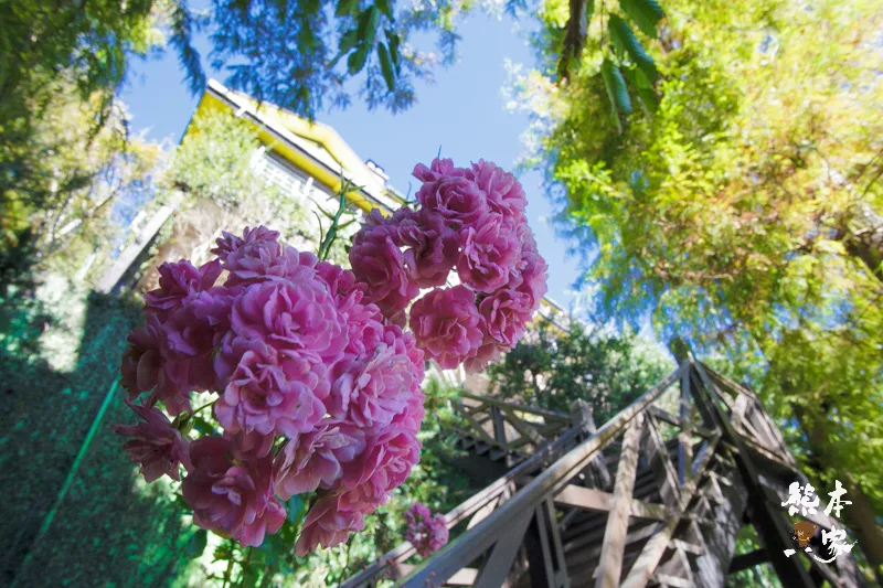 清境隱藏版玫瑰花園｜普羅旺斯玫瑰莊園~選對季節有機會看到盛開的玫瑰喔