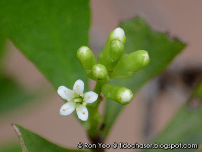 Teruntum Putih (Lumnitzera racemosa)