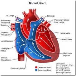 jantung normal
